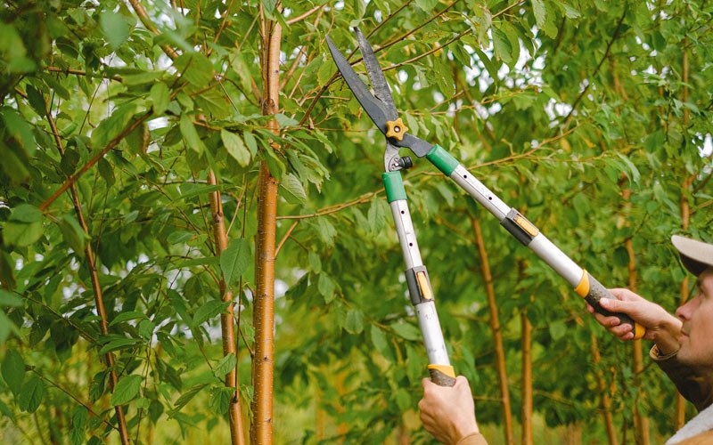 Tree trimming in Rockford, TN